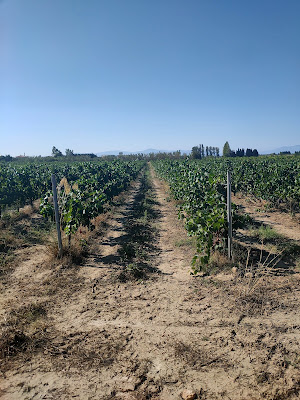 Domaine La Vigne Barbe à Claira