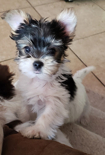 K and M's Puppy Paradise