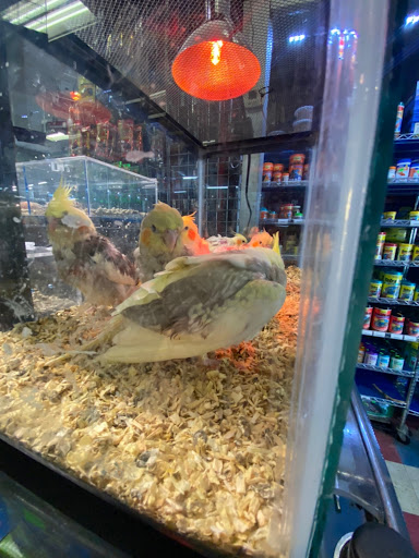 Pet Store «Pet Resources», reviews and photos, 814 Westchester Ave, Bronx, NY 10455, USA