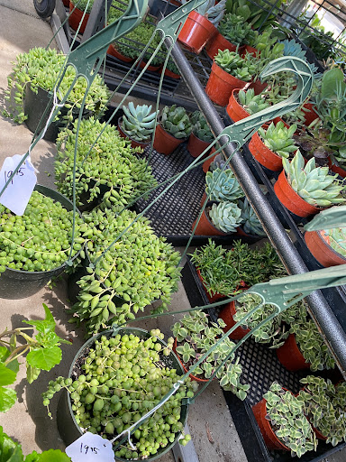 Florist «Plant Safari», reviews and photos, 653 N Central Ave, Upland, CA 91786, USA