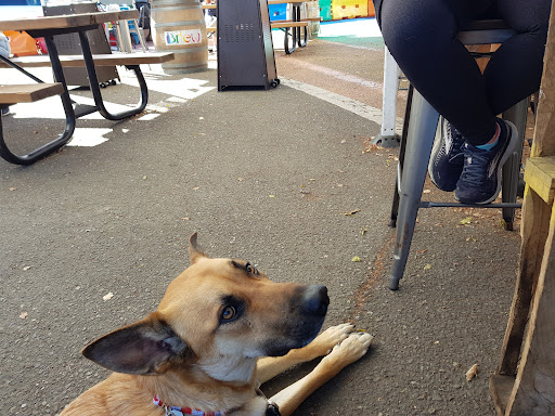 Coffee Shop «Brew», reviews and photos, 555 Healdsburg Ave, Santa Rosa, CA 95401, USA