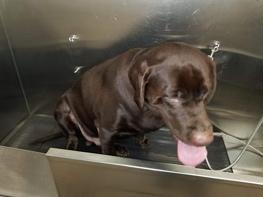 Pet Supply Store «Pet Supplies Plus», reviews and photos, 74-17 Grand Ave, Maspeth, NY 11378, USA