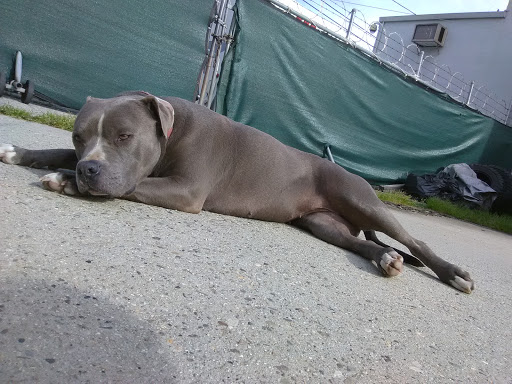 Pet Store «Pet Pals Discount Pet Foods & Supplies», reviews and photos, 3660 Soquel Dr, Soquel, CA 95073, USA