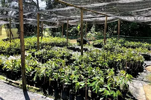 DuriAgro Nursery image