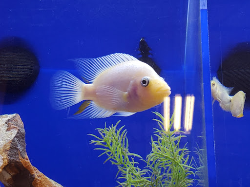 Pet Supply Store «PetSmart», reviews and photos, 1040 Cross Creek Dr, Saltillo, MS 38866, USA