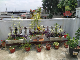 Balcón Entre Las Flores Renacemos Juntos