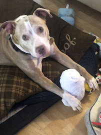 Bethlehem Animal Hospital - Photo 8 - Car repair in Hickory, NC, Hickory