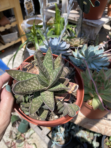 Florist «Plant Safari», reviews and photos, 653 N Central Ave, Upland, CA 91786, USA