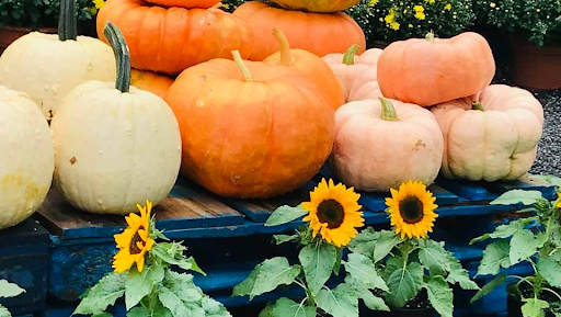 Hostel «Blue Goose Bike Hostel», reviews and photos, 128 E Main St, Irwinton, GA 31042, USA