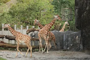 Giraffe Area image