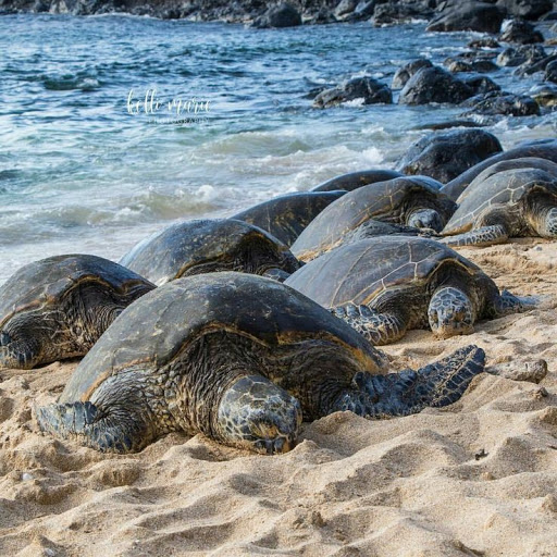 Park «Bays Mountain Park & Planetarium», reviews and photos, 853 Bays Mountain Rd, Kingsport, TN 37660, USA