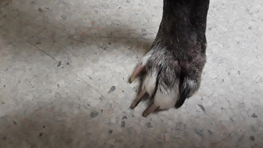South County Veterinary Hospital image