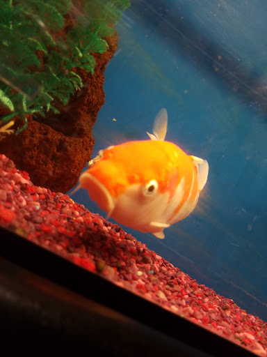 Pet Supply Store «Petco Animal Supplies», reviews and photos, 92 Cluff Crossing Rd, Salem, NH 03079, USA