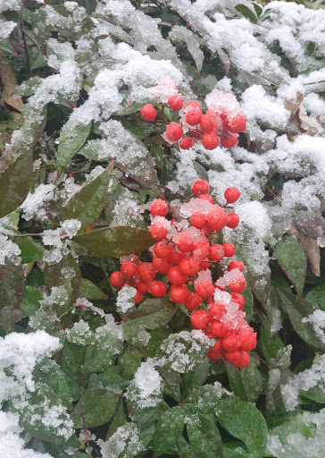 Park «Lions Park», reviews and photos, 1099 S Peach St, Duncanville, TX 75137, USA