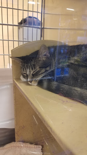 Pet Supply Store «PetSmart», reviews and photos, 8500 N Evanston Ave, Kansas City, MO 64157, USA