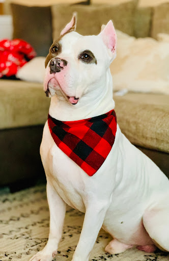 Pet Supply Store «Petco Animal Supplies», reviews and photos, 1670 Airport Blvd #700, Pensacola, FL 32504, USA