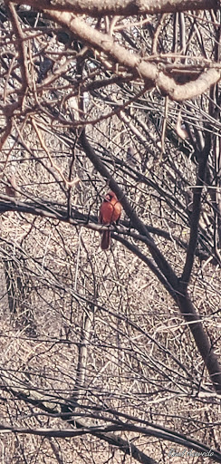 Nature Preserve «Teaneck Creek Conservancy», reviews and photos, 20 Puffin Way, Teaneck, NJ 07666, USA