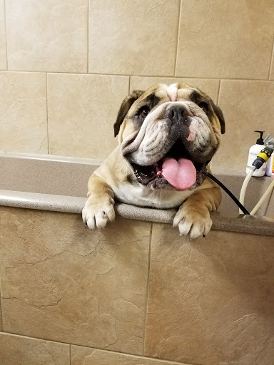 Pet Supply Store «HOWLISTIC», reviews and photos, 930 W Washington St #7, San Diego, CA 92103, USA