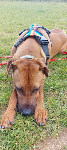 Moulton Dog Walking Field - Dog trainer