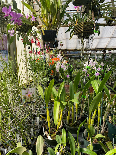 Florist «Little Brook Orchids», reviews and photos, 25 Rider Ave, Lancaster, PA 17603, USA