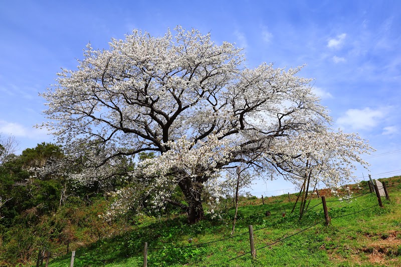 慈眼桜