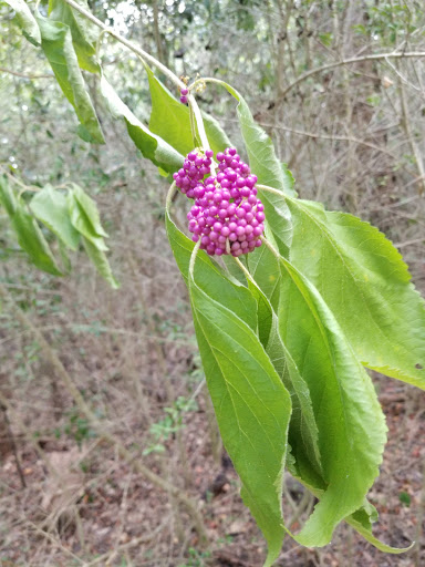 Park «Edith L Moore Nature Sanctuary», reviews and photos, 440 Wilchester Blvd, Houston, TX 77079, USA