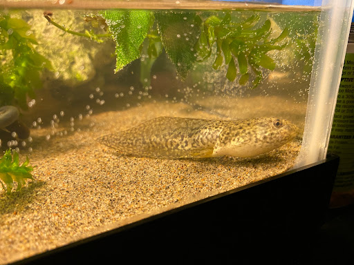 Pet Supply Store «College Greens Pet Center», reviews and photos, 3311 Julliard Dr # A, Sacramento, CA 95826, USA