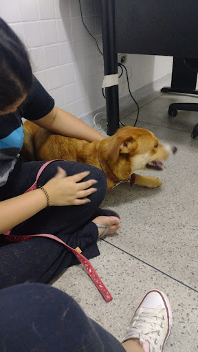 Animal Center em São Paulo - SP