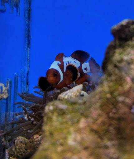 Tropical Fish Store «Aquatic Zoo Tropical Fish», reviews and photos, 2655 Thousand Oaks Blvd, Thousand Oaks, CA 91362, USA