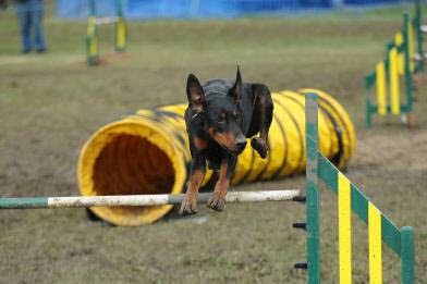 Active Dog Services - Dog trainer