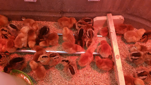 Pet Supply Store «Concord Feed Pet & Livestock Supplies», reviews and photos, 228 Hookston Rd, Pleasant Hill, CA 94523, USA