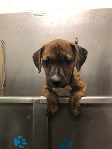 Pet Supply Store «Unleashed the Dog & Cat Store», reviews and photos, 7414 Creedmoor Rd, Raleigh, NC 27613, USA