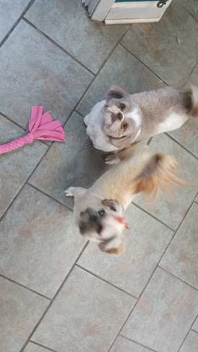 Pet Groomer «Barking Beauties pet Boutique», reviews and photos, 112 E 2nd St S, Newton, IA 50208, USA