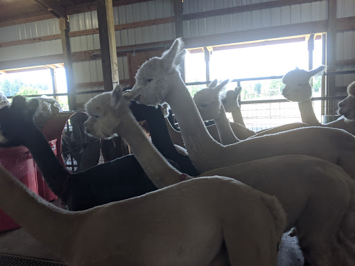 Livestock Breeder «Alpacas at Marquam Hill Ranch», reviews and photos, 35835 OR-213, Molalla, OR 97038, USA