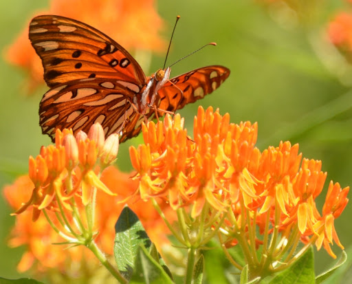 Nature Preserve «Elk and Bison Prairie», reviews and photos, Elk & Bison Prairie Rd, Golden Pond, KY 42211, USA