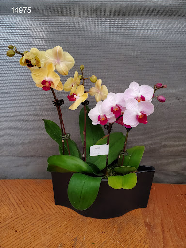 Aroma Orchids of Rowland Heights (No Retail)