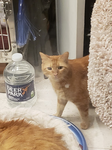 Pet Supply Store «PetSmart», reviews and photos, 1236 Greenbrier Pkwy, Chesapeake, VA 23320, USA