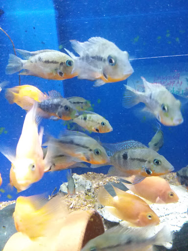 Pet Store «Olathe Pet Shop», reviews and photos, 16651 151st St, Olathe, KS 66062, USA