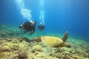 Snorkel & Dive Hawaii image