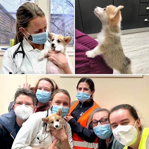 Animal Hospital «Veterinary Care of Ithaca», reviews and photos, 712 W Court St, Ithaca, NY 14850, USA