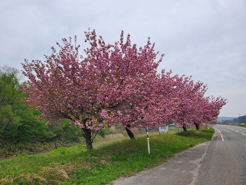 伊久留の桜並木