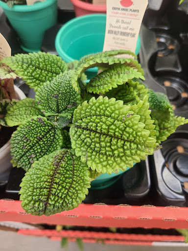 Department Store «Walmart Supercenter», reviews and photos, 7500 US-209, Napanoch, NY 12458, USA