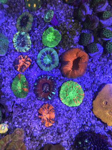 Aquarium «1st Class Aquarium», reviews and photos, 1167 Bay St, Staten Island, NY 10305, USA