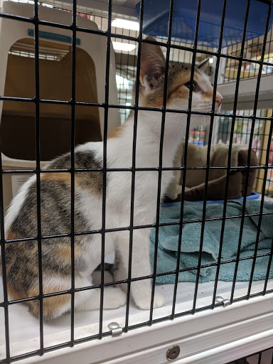 Pet Supply Store «Pet Supermarket», reviews and photos, 11160 Panama City Beach Pkwy #402, Panama City Beach, FL 32407, USA