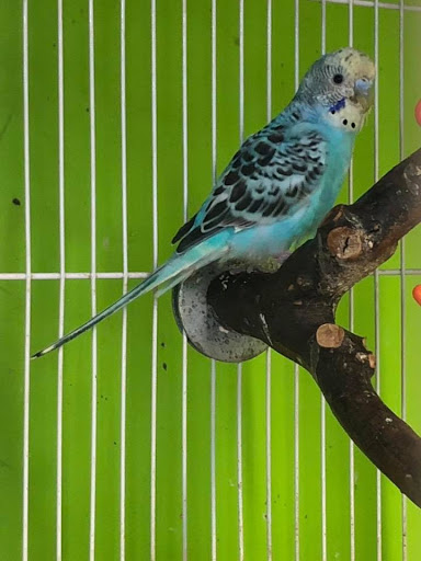 Pet Store «World Wide Pets», reviews and photos, 1307 Fayetteville Rd, Van Buren, AR 72956, USA