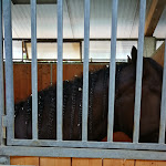 Photo n°25 de l'avis de Federica.o fait le 14/06/2021 à 16:55 sur le  Le scuderie della tenuta à Caiazzo