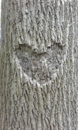 Nature Preserve «Princess Ledges Nature Preserve», reviews and photos, 4361 Spruce Ave, Brunswick, OH 44212, USA