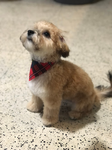 Animal House Pet Grooming