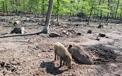 Wildschweingehege im Wald Raunheim image