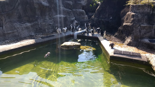 Zoo «Memphis Zoo», reviews and photos, 2000 Prentiss Pl, Memphis, TN 38112, USA